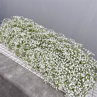 Babys Breath Runner